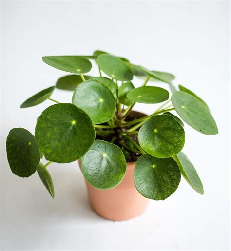Beginner's Guide to Caring for Chinese Money Plant (Pilea .